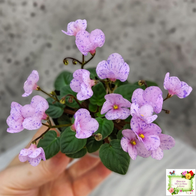 Frosted Fantasy (C.Sotkiewicz) трейлер