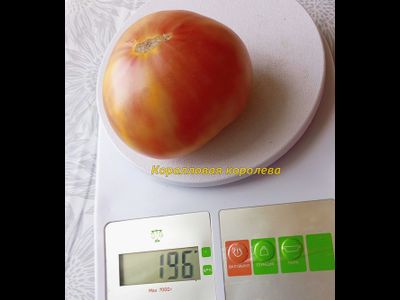 Томат Полосатые конфеты Уолтера (Walter’s Candy Stripes)