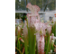 Sarracenia Leucophylla pink and purple pitchers,  vigorous and tall plant