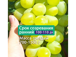 Сенатор (селекция Бурдака)