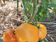 Томат Ранний оранжевый Розали (Rosalie’s early orange), США
