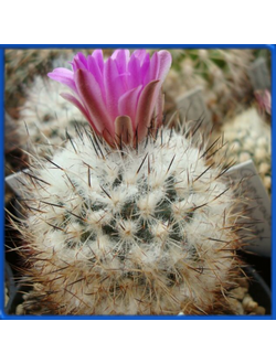 Gymnocactus beguinii v. senilis