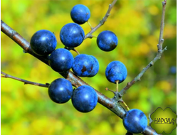 Тёрн душистый (саженец 2 года) (Может стать настоящим сокровищем в вашем саду)