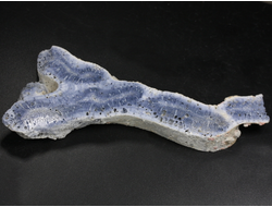 Коралл голубой Акори, Австралия (120*44*14 мм, 58 г) №37710