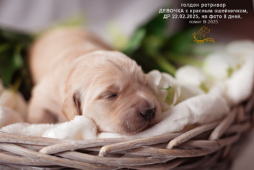 Девочка с КРАСНЫМ ошейничком, 8 дней