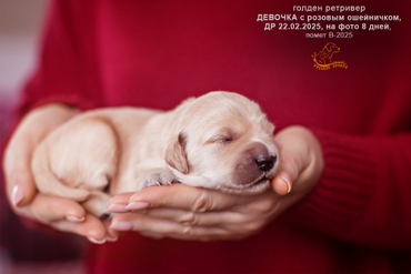 Девочка РОЗОВЫЙ ошейничек, 8 дней