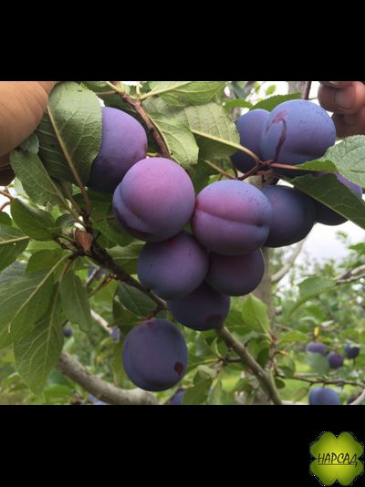 СЛИВА ДОМАШНЯЯ &quot;ЗАРЕЧНАЯ РАННЯЯ&quot; (очень крупная, высокозимостойкая) (саженец 2 года)