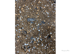 Грунт универсальный  1л