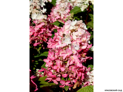 Гортензия метельчатая Пинк Даймонд