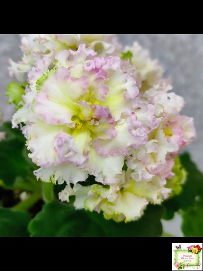 ЛЕ-Злато Скифов (Е. Лебецкая) 2015 г. (лист укоренённый)