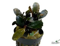 Буцефаландра sp. Red Central (горшок)