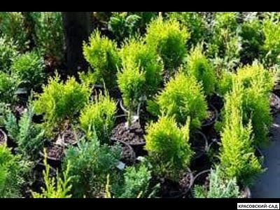 Туя Хурикейн - Hurricane