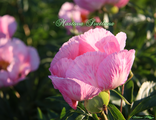 Paeonia Roselette