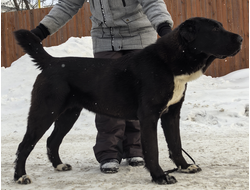 Сука 4. ЗАНДАУ. ПРОДАЖА