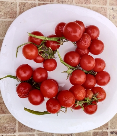 Томат Принц Баяя (Prince Bajaja)