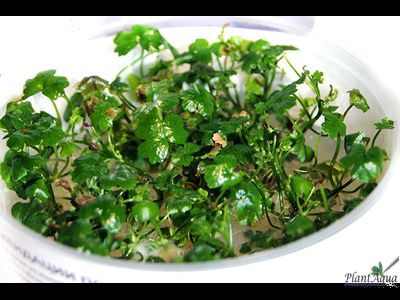 Гидрокотила Трипартита