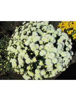 Хризантема мультифлора Белая бордюрная