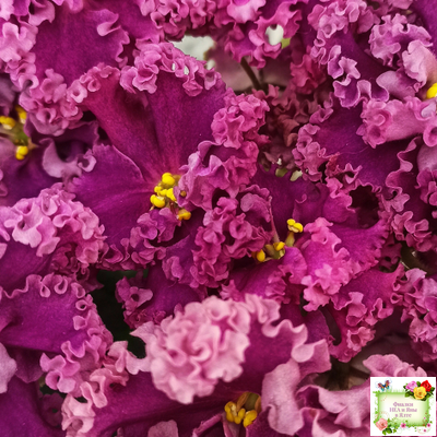 ЛФ-Дарья (Л.Федосеева) 2017 г. (пасынок укоренённый)