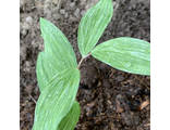 Polygonatum odoratum Shiro Kujaku