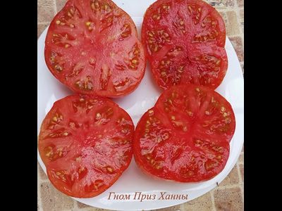 Томат Гном Приз Ханны ( Dwarf Hannah’s Prize, США, Австралия)