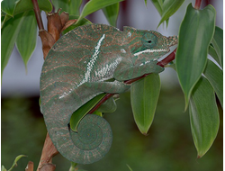 Двуполосый хамелеон(Furcifer balteatus)