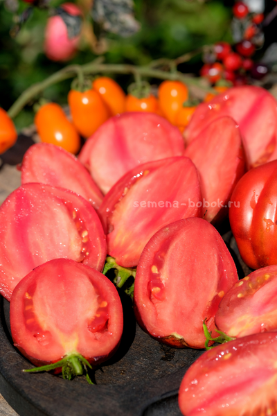 Томат Бронзовые Носики Сержанта Пеппера, 10 шт