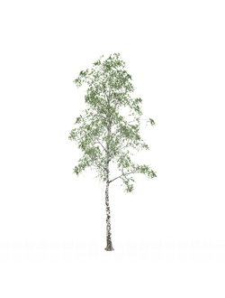 лиственные Береза 102