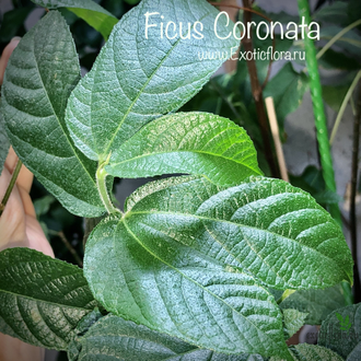 Ficus Coronata / фикус Короната