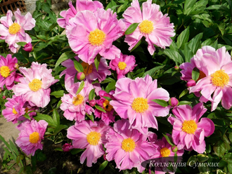 Пион Dancing Butterflies (Дансинг Баттерфляй)