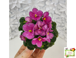 Ma's Melody Girl (O. Robinson) (гёрл-лист)