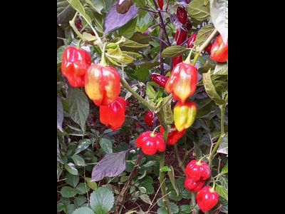 Перец острый Aji Rosita Rojo