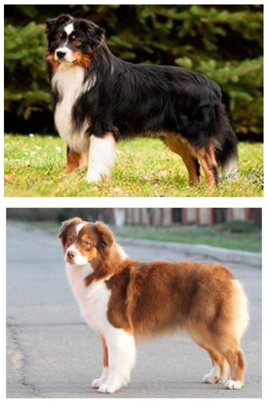 Миниатюрная американская овчарка