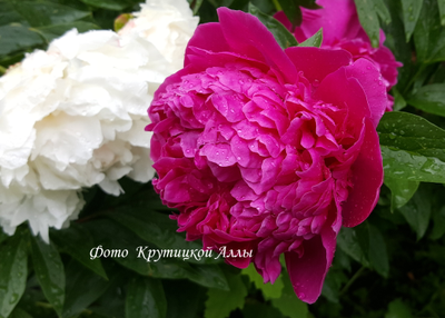 Пион  Cherry Royal (Черри Ройал)