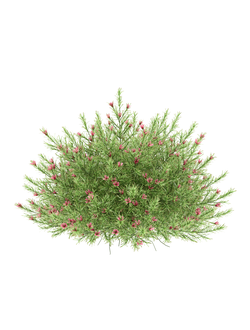 тропические Гревиллея розмаринолистная 1