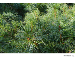 Сосна стланиковая Глаука кедровая - Pinus pumila glauca