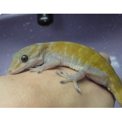 Геккон Уликовского или золотистый геккон (Gekko ulikovskii или Gekko auratus)