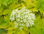 Бузина чёрная Ауреа (Sambucus nigra Aurea)