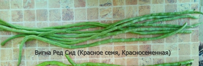 Вигна Ред Сид (Красносеменная)