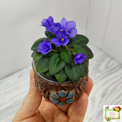 Rob's Twinkle Blue (R.Robinson)