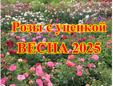 Розы с уценкой Весна2025