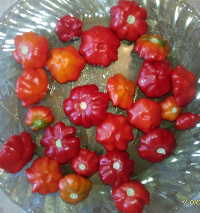 Перец острый Бразильская морская звезда (Red Brazilian Starfish)