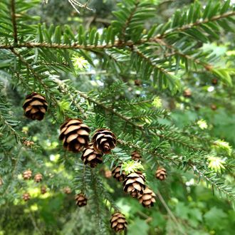 Тсуга канадская/Сосна канадская (Tsuga canadensis) 2 г - 100% натуральное эфирное масло