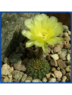 Lobivia aurea VG 464