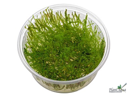 Leptodictyum riparium