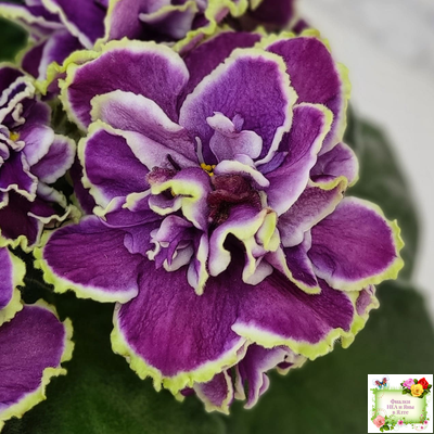 ВаТ-Классический Вкус (Т. Валькова) 2019 г.