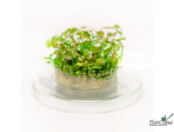 MARSILEA HIRSUTA/ МАРСИЛИЯ ХИРСУТА (меристемная)