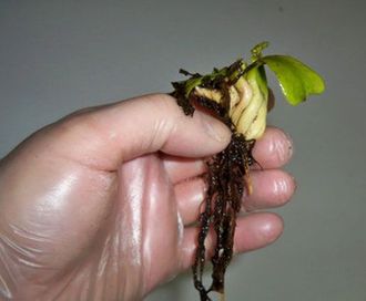 Венерина Мухоловка Ризома (луковица, корень, росток) Евростандарт