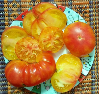 Томат Северное сияние (Northern lights)