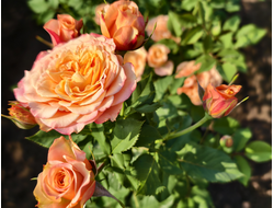 Ла Вилла Котта (La Villa Cotta)