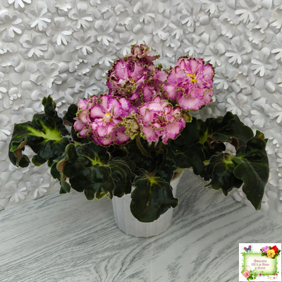 ЛЕ-Пряная Корица (Е. Лебецкая) 2020 г.